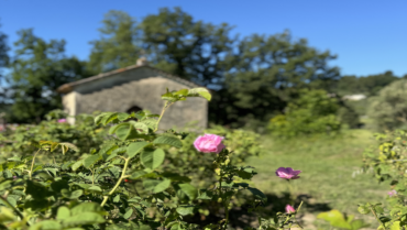 Découvrez la Rose Centifolia à Grasse