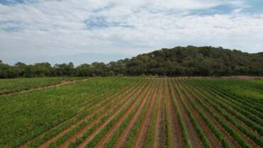 Société Wine Tours sur French Riviera, notre nouvelle filière sur l&rsquo;univers du vin